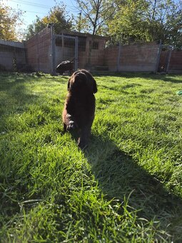 Šteniatka labrador a hnedá suka IHNEĎ - 15