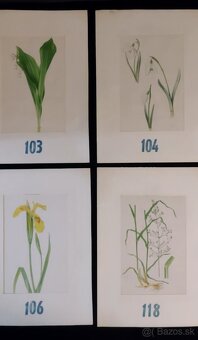 obrázky rastlín - 15