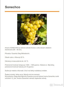 Predám sadenice viniča - 15