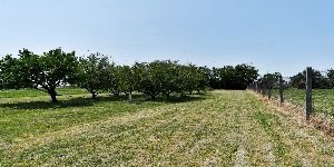 Na predaj: Rodinný dom s veľkým pozemkom– Šurany, časť Kopec - 15