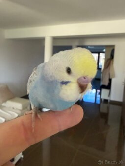 Andulka Maznačik - 15