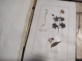 Starožitný Herbár 1892 , 392 exemplárov rastlín - 15