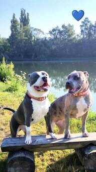 Štěňátka American Bully XL - registrace ABKC  (Jihlava CZ) - 15