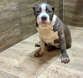 American Bully XL - 15