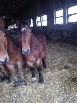 Predám 7 ťažnych zrebcov - 15