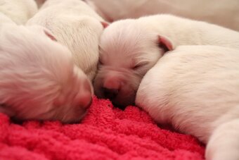 Zlatý retriever/ Golden retriever - 15