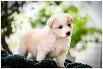 Border Collie Border Kolia s PP FCI barva ee red - 15