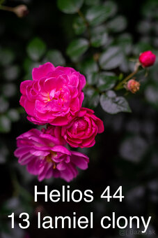 Helios 44 2/58 mm 13 lamiel clony - 15