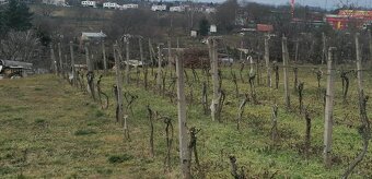 Viničný dom Levice s možnosťou celoročného bývania - 15