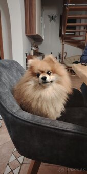 Ponúkam pomeriana na krytie - 15