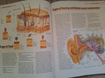 The Body - Organs, Body Systems, Functions - 15