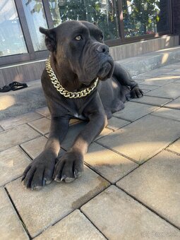 Cane corso - 15