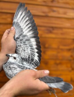 Poštové holuby - 15