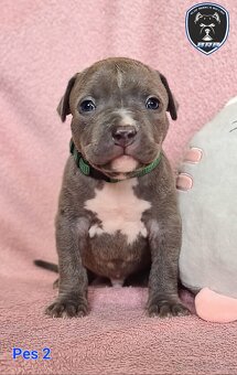 Štěňata American Bully XL s PP ABKC - 15