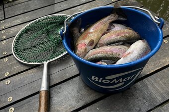 Predaj čerstvých BIO lososovitých rýb pstruhy ryby - 15