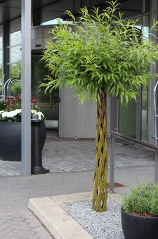 AKTUÁLNE❗PLETENÁ VŔBA, AMERICKÁ vŕba Salix ❗180CM ❗CELÉ SK❗ - 15