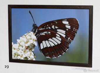 Fotografie motýľov, zarámované, 96 x66 (101 x 70) cm - 15