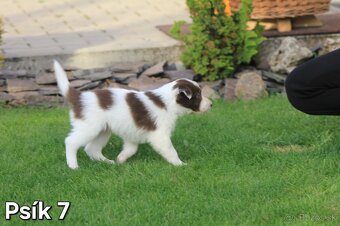 Na predaj šteniatka - border kolia (hnedá línia) - 15