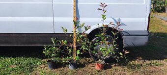 vavrínovec, červienka, živý plot - 15