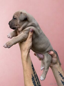 American Bully XL - Exkluzivní spojení šampionů - 15