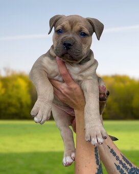 American Bully XL - Exkluzívne spojenie šampiónov - 15