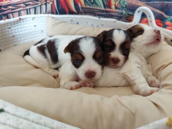 Biewer,Choco Yorkshire terrier - 15
