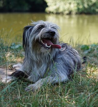 Pyrenejský ovčák - štěňátka s PP - 15