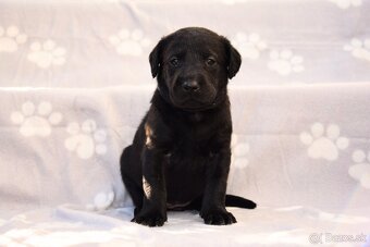 Labrador Retriever Anglická pracovná linia - 15