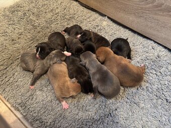 Americký stafordsirsky terier, Stafford, amstaf - 15