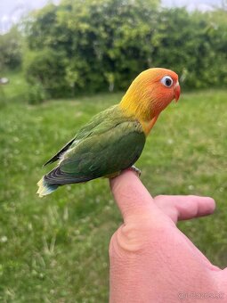 AGAPORNIS FISHER Maznačik-krotký - 15