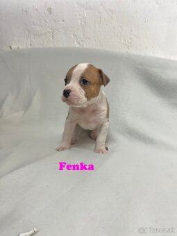 Americky Stafordšírský Terier šteniatka - 15