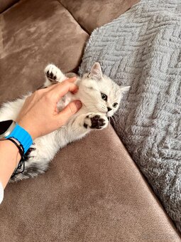 Skotska klapoucha macka, scottish straight s PP - 15