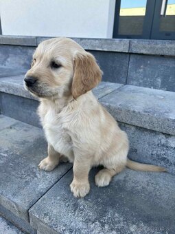 Zlatý retriever - 15