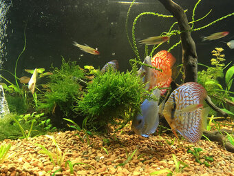 Substrát do akvária pórovitý 20 litrové balenie Terramol - 15