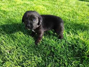 Labrador čierny šteniatko - labradorský retríver - 15