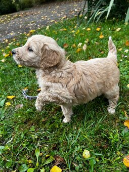 Goldendoodle šteniatka F2 - 15