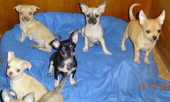 čivava krátkosrstá - 15