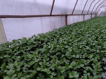 Planty - 15