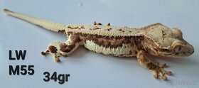 Rhacodactylus ciliatus- Pagekon Riasnaty TRENCIN - 15