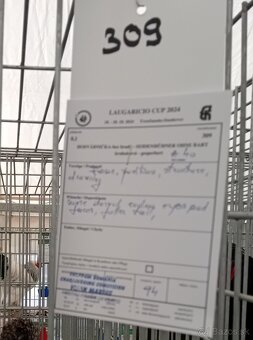 Hodvábničky_násadové vajcia_registrovaný chov_kvalitný chov - 15