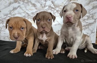 American bully XL - 15