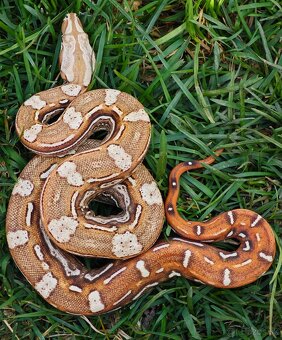 Boa constrictor - Veľhad kráľovský - KOMPLETNÁ ZBIERKA - 15