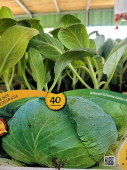 Predám planty stále 90% skladom plant - 15