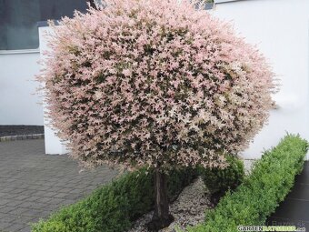 𝗧𝗢𝗣❗Japonska vrba,strom, ktory meni farbu,Salix Integra❗ - 15