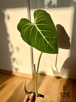 Philodendron Gloriosum odrezky - 15