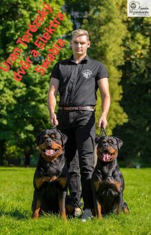 šteniatka rotvajlera - 15
