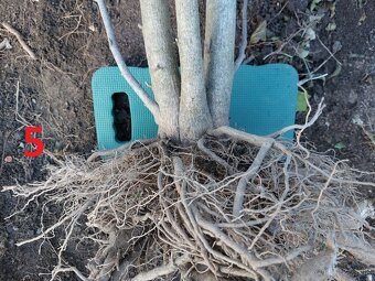 Rastliny na bonsaj, bonsai - IBIŠTEK SÝRSKY_1 - 15