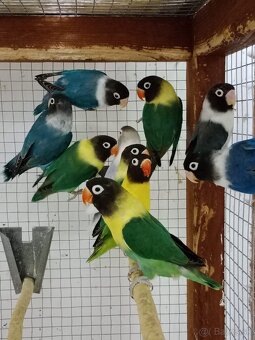 Agapornis fischeri - 15