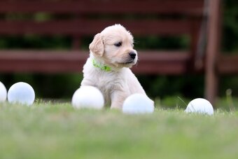 Zlatý retriever/ Golden retriever - 15