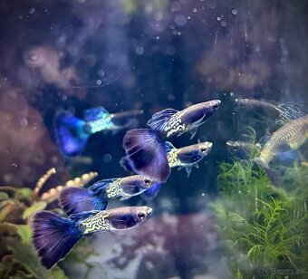 Guppy_čisté formy - 15